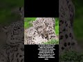 Leopardo de las Nieves , Panthera uncia datos curiosos