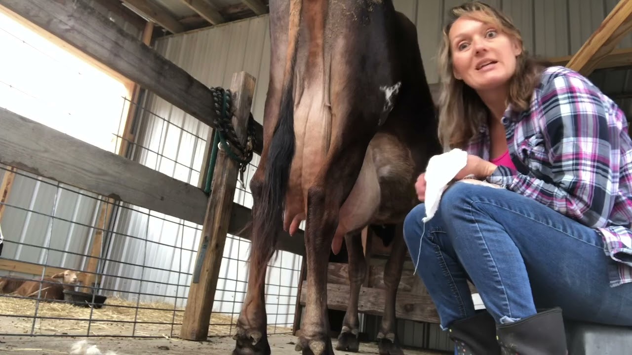 Milking our jersey cow with a machine