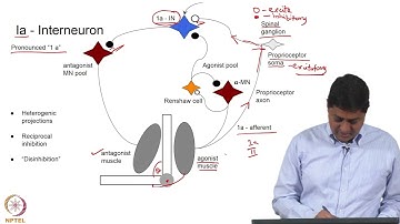 Excitation and Inhibition within Spinal Cord - Part 2#swayamprabha #ch31sp