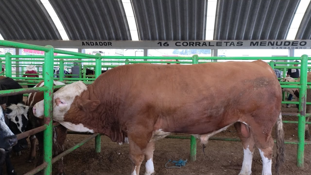 ganado pesado en El Puente San Bernabé