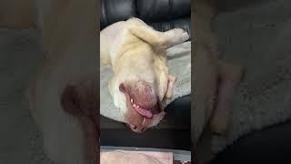 リラックスリオ君😎#dog #dogshorts #dogrescue #大型犬のいる生活 #保護犬 #labrador #ラブラドール #ラブラドールレトリバー #保護犬との暮らし