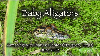 Baby Alligators 🐊🐊