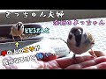 きっちゅんの旦那様は手に乗れない