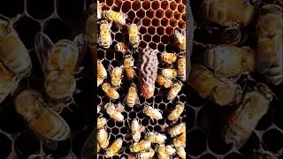 Dey-162 #A4BeeKeeping#.      👉 “How Bees Make #Honey | A4 #BeeKeeping | #Gujarati#minivlog #Farming