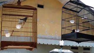 Kacer jantan merayu betina