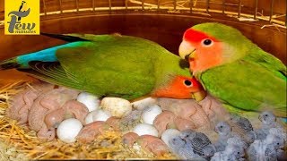 african lovebirds breeding and caring tips in tamil