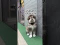 アラスカンマラミュートに会えるハスキーカフェ東京が最高すぎる