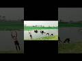 Guys daile vlogs video bom bom editing power achcha Lage to like and subscribe..