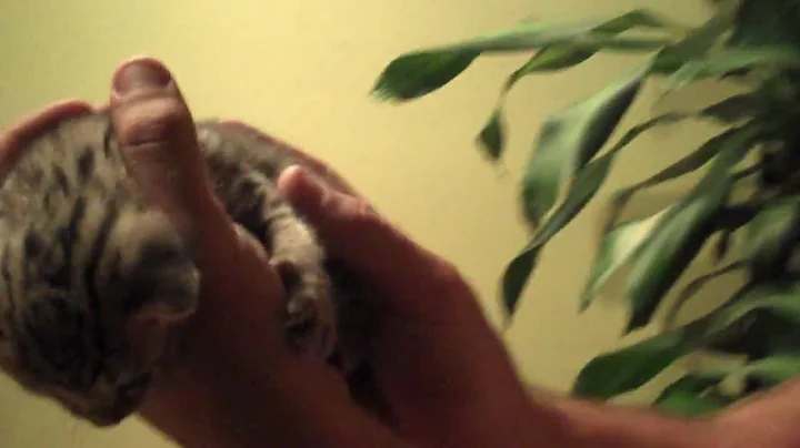 Watch the video about Duma savannah cat di capua