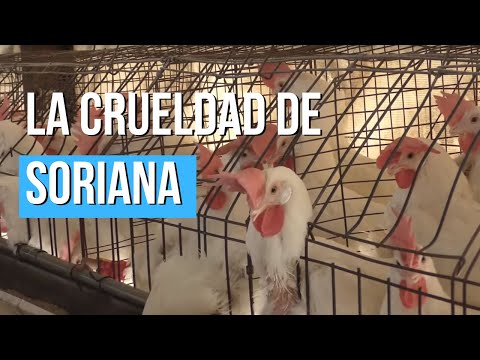 La Crueldad de Soriana
