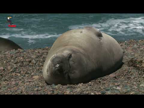 Seal | Animals for Kids  | ZooTube