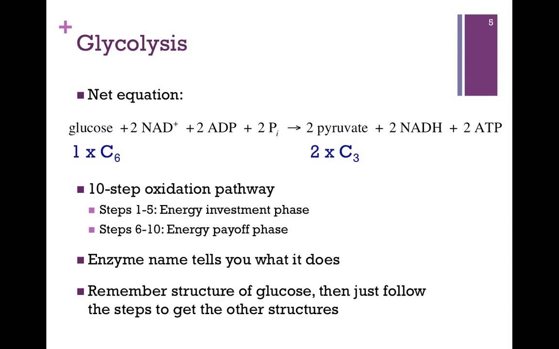 091 Studying Metabolic Pathways Overview Of Glycolysis Youtube