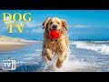 Dog tv  divertissement vido sans fin pour chiens  24 heures de musique antianxit pour chien