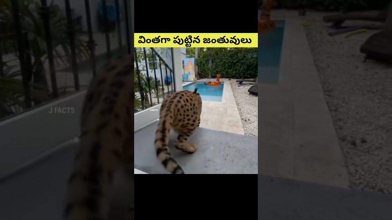 వింతగా పుట్టిన జంతువులు 💥|| intresting facts in తెలుగులో|| #viral #facts #shorts