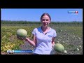 В Астраханской области вырастили арбуз с белой мякотью