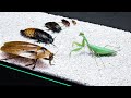 Can a praying mantis eat the largest cockroach