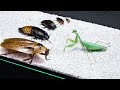 CAN A PRAYING MANTIS EAT THE LARGEST COCKROACH?