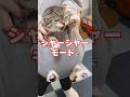 大嫌いな爪切りvs謎の宇宙飛行士ヘルメットの結末がコチラ🤣🤣🤣 #猫