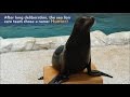 Meet Hunter: Our Seventh Rescued Sea Lion