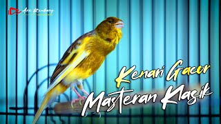 MASTERAN KENARI GACOR !! kenari gacor durasi panjang