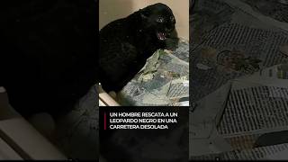 Un hombre rescata a un leopardo negro en una carretera desolada 🐆🙏🖤 #animales #rescateanimal