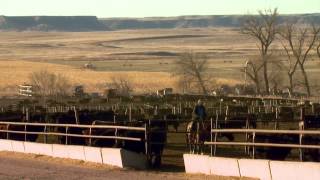 Angus VNR: Darnall Feedlot cares for cattle, customers