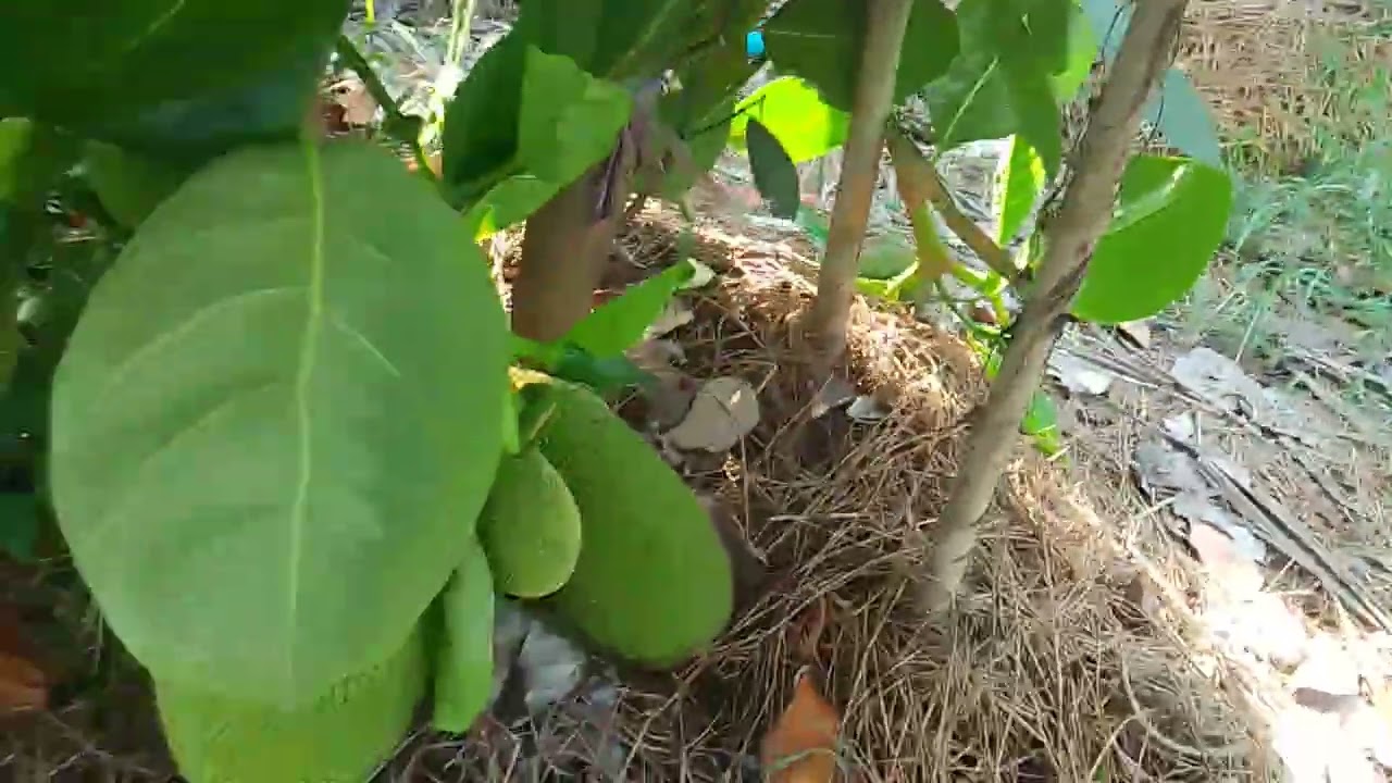 ต้นอินทผาลัม ปลูกด้วยเมล็ด1 ปีกับ 6 เดือนออกจั่นใช่ไหมหนอ