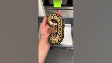 Ball Python Genetic Projects - Redhead Spotnose Clown