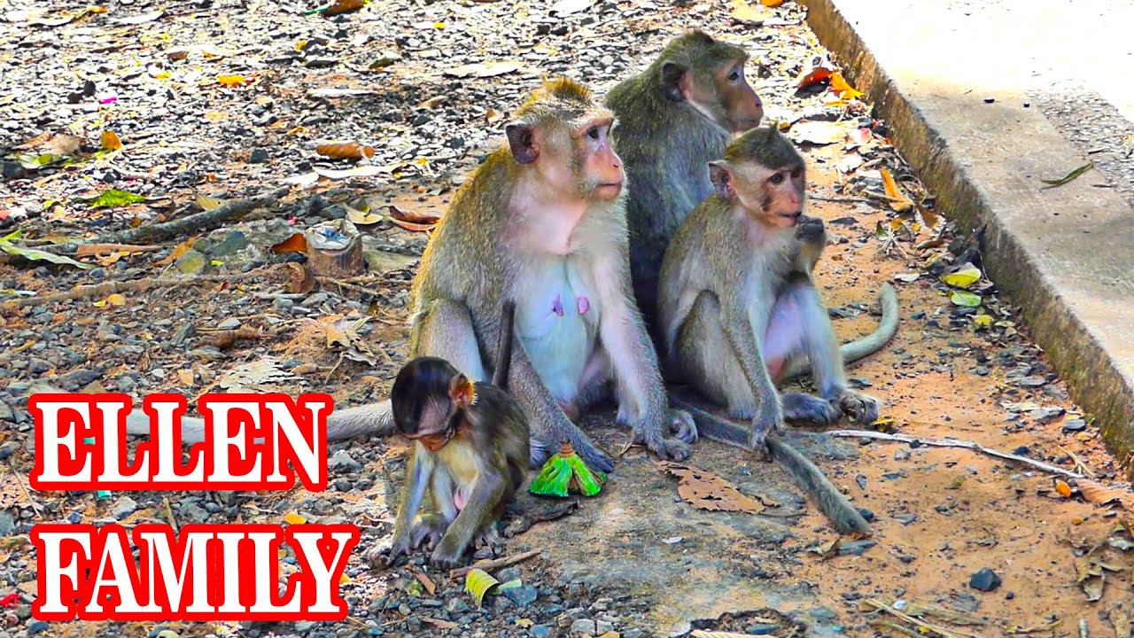 Baby monkey Eleyna baby of Ellen she stay c@loser with Button monkey with playing time.