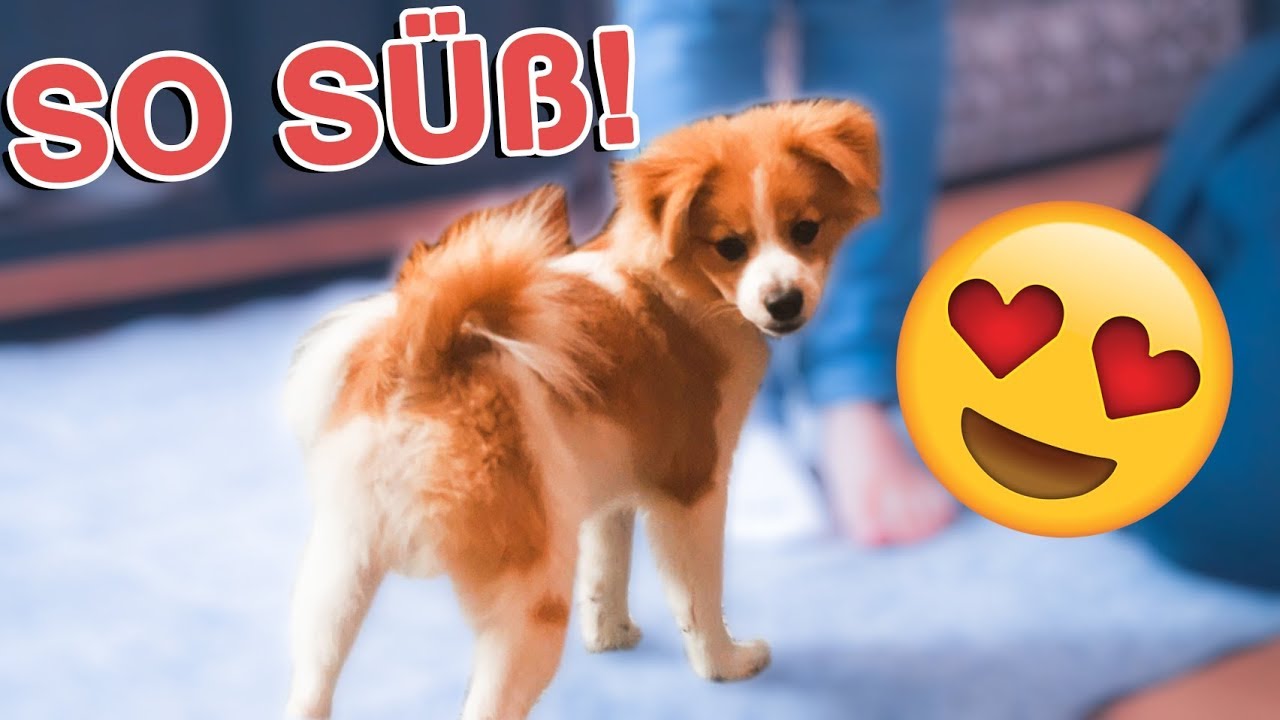 Welche Rasse Ist Flash Der Hund Von Heymoritz Flash ist zum 1. Mal zu Besuch! 🐶 | Jonah Pueschel - YouTube