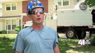 Protecting your home from falling tree limbs