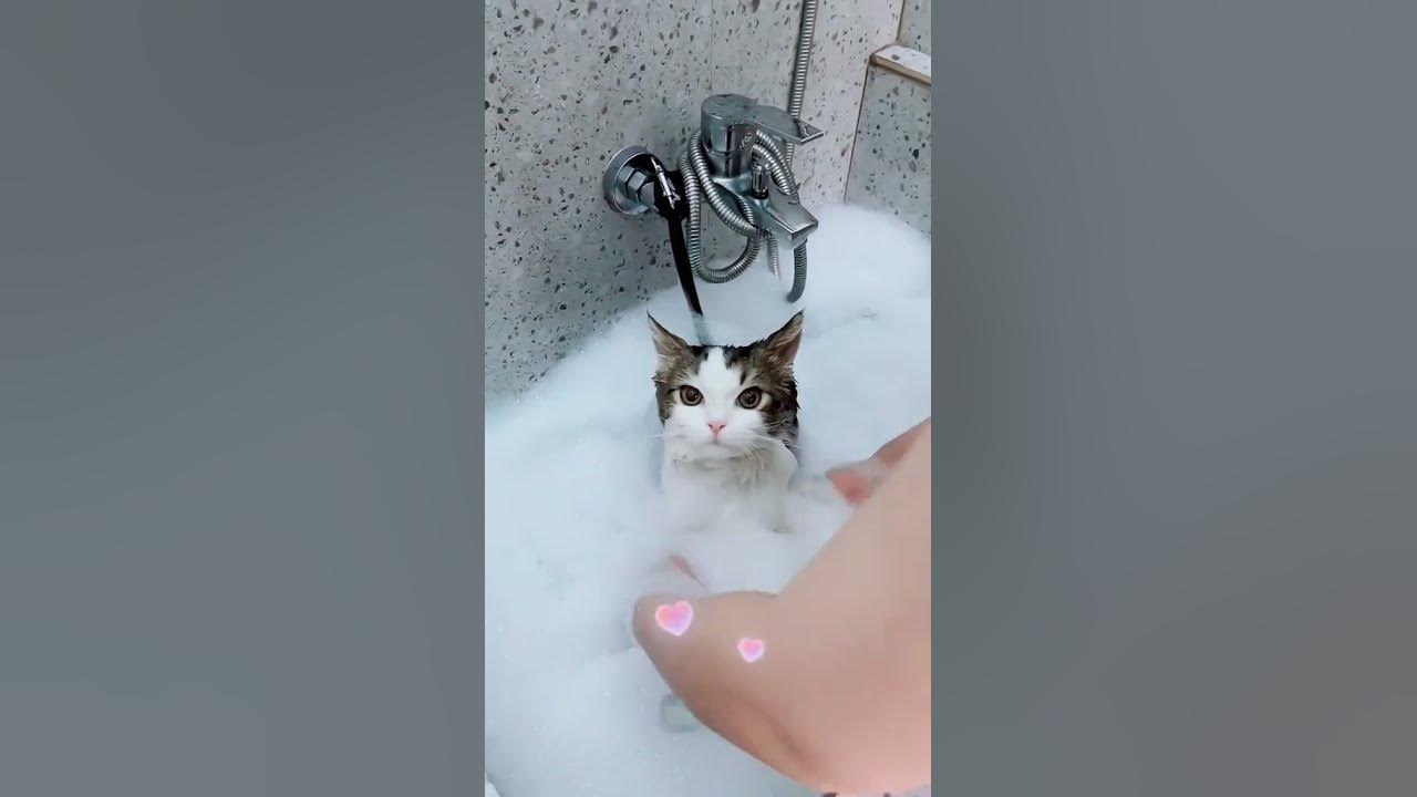 Our cat is being bathed herecat স্নেহা shots shortvideoviral2023
