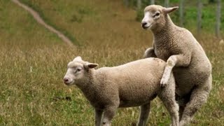 Wonderful New Zealand Sheep Farm, The Largest and Most Successful Ram Breeding Operation in NZ