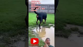 şivava çok havladı çamura attılar Chihuahua Barked Too Much... Rottweiler Gave Him a Mud Lesson
