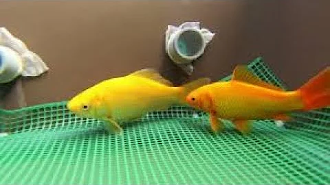 How To Care For Comet Goldfish