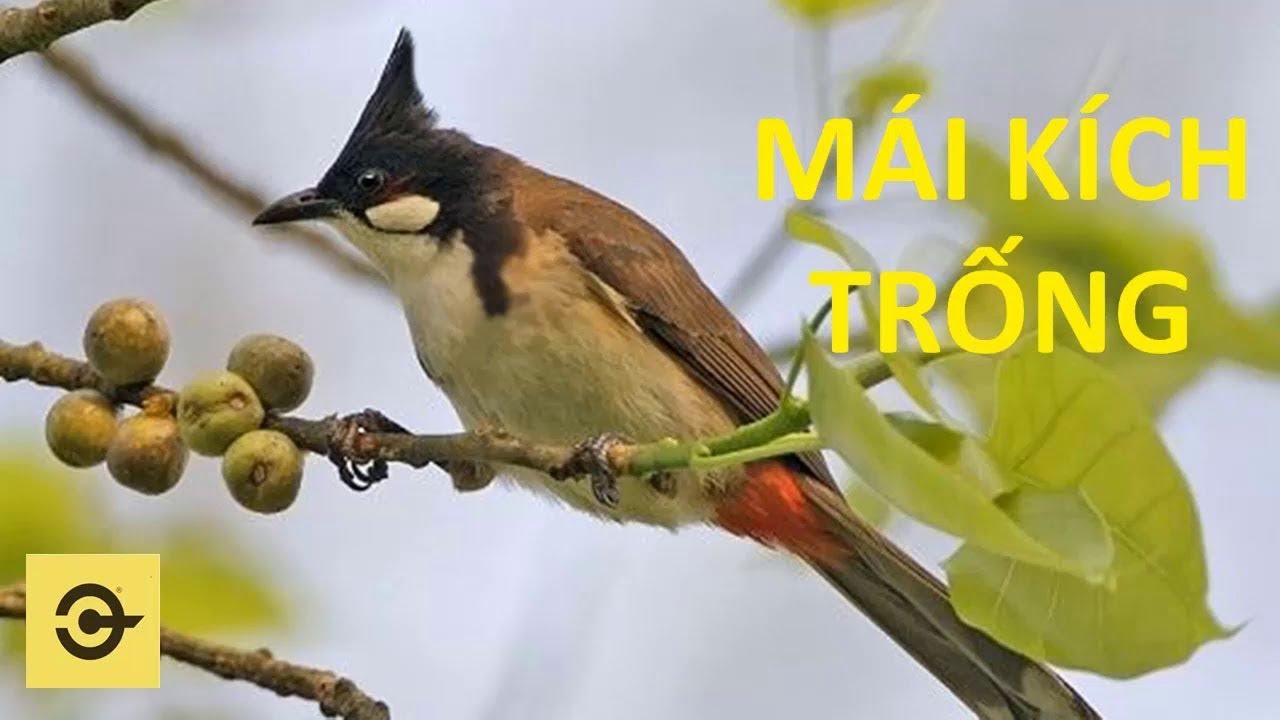 CHÀO MÀO MÁI KÍCH TRỐNG CĂN LỬA