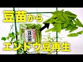 【再生野菜】豆苗からエンドウ豆を再生栽培しよう【リボベジ】