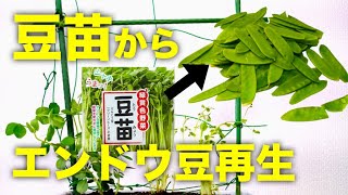 【再生野菜】豆苗からエンドウ豆を再生栽培しよう【リボベジ】