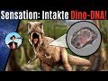 Erste Dino-DNA gefunden! Wird Jurassic Park jetzt möglich? (2020)