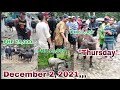 Presyo ng Baka, Kalabaw, at Kabayo / Curvada, Cataingan, Masbate - December 2, 2021 "Thursday"