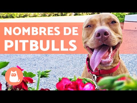 Nombres de PERROS PITBULL - Mejores nombres para PERROS Nombres Para Perros Pitbull Cachorros Únicos Y Originales