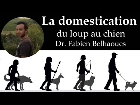 Vidéo: 5 avantages de nourrir votre chien un régime cru