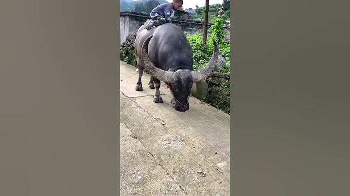 trâu ơi ta bảo trâu này #shorts