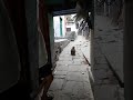 Cuidado con los monos! - Varanasi, India