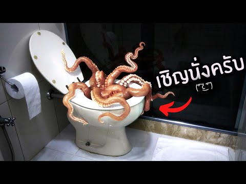 วีดีโอ: ห้องน้ำประหลาดกับฟลัช