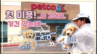 아기골든두들 배냇미용 예약 | 미국 대형애견샵 펫코 방문기🐶🛍️