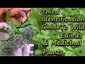 How To Identify Wild Edibles & Medicinal Plants - A Full Video Guide