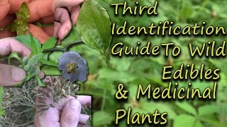How To Identify Wild Edibles & Medicinal Plants  A Full Video Guide