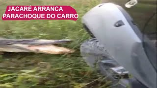 Jacaré Arranca Parachoque do Carro