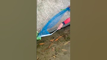 Cá Lớn - bắt Cá Rô Phi Cam bằng vợt 😱 #khacthuyvlogg